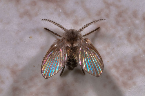 animalids:   Drain fly (Clogmia albipunctata)  Photo by Alexey