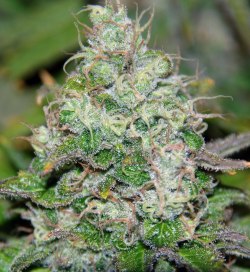 weed-plants:  govermint:  Fruity Chronic Juice  Trippiest blog