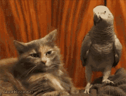 crownofbirds:  what friendship with me is like 