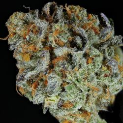 weedporndaily:  Platinum Huckleberry Cookies available at @naturalwonders.pdx