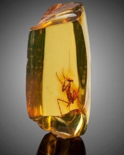 thouartadeadthing:Praying Mantis in Amber (Hymenaea protera)