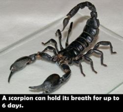 …. *tests*  Even if its not true… drowning scorpions