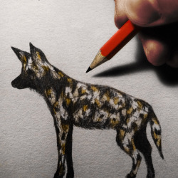 can-maior:  Wild dog by Can Maior     - Instagram - Society6