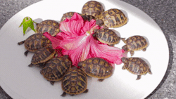 fleetingcolors: sixpenceee:  Tortoise hatchlings eating a hibiscus flower. (Source)  I DIDN’T KNOW I NEEDED THIS TILL NOW 