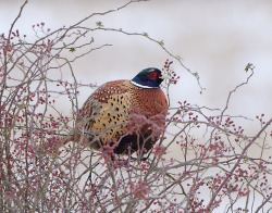 the-greenest-home:  Ohhh…too many berries. I feel bloated!