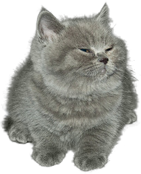 torridgristle:  A transparent little grey cat. 