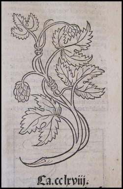 xylographilia:  Hops illustration from the De Hortus Sanitatis