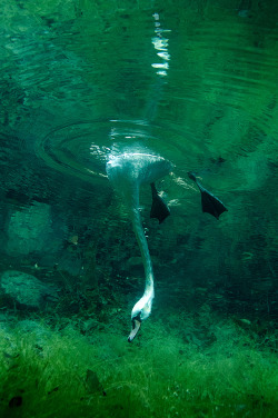 staceythinx:  Diving swans captured by Viktor Lyagushkin 