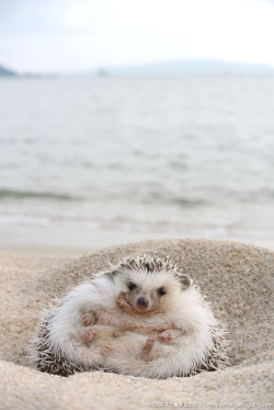 hedgehogcalendar:  (【今日の一枚】早朝の海、砂のソファーでくつろぎタイム。から)