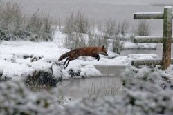 phototoartguy:  Fox - Vulpes vulpes - WaB 