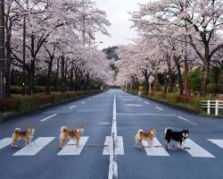 meltakposts: さくら, サクラ  Cherry blossoms in Japan