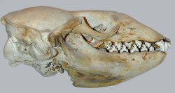 finofilipino:  Así son los dientes de la foca cangrejera.Y no,