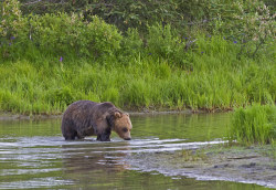 llbwwb:  Grizzly Bear Crossing Small Stream (by AlaskaFreezeFrame)