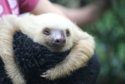 slothscomau:  A very smiley albino slothy