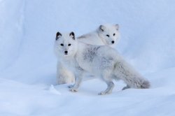 thelittleredfox:  Arctic Fox Pair by Sandy Brooks 