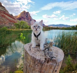 tselmc:Aww adventure kitty