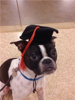 irontemple:  fuckyeahbostonterriers:  They grow up so fast. Now