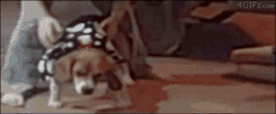 4gifs:  Dog.exe has crashed. [video]