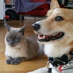 thecorgi:  You can really feel the love in this close-up. 