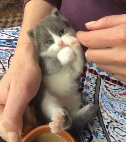 cute-overload:  My Little thumb sucking kittyhttp://cute-overload.tumblr.com