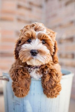 cutepuppyoftheday:  Today’s Cute Puppy