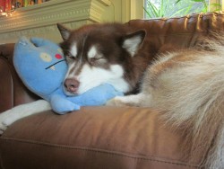 maxandmaeby:  Max & his good buddy, Ugly Doll for Toy-Filled