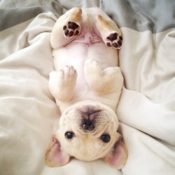 Such a cute little doggy french bulldog I think :)