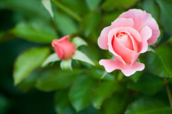 blooms-and-shrooms:  Rose by NRichey 