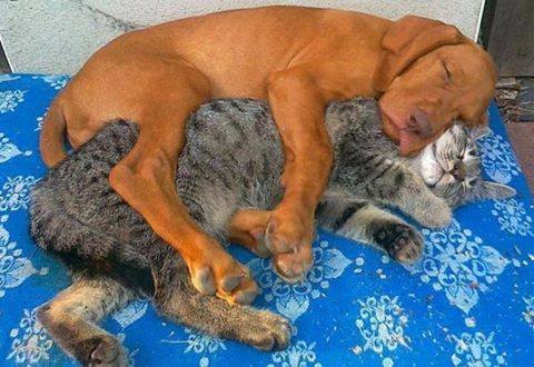 totallydoglife:  Hugz