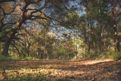 capturedphotos:  Leaf Covered Paths Photographed by: Paolo Nacpil