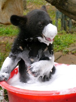godotal:  Cute cub cleansing 