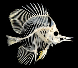 homoskeletal:  Fish skeletons