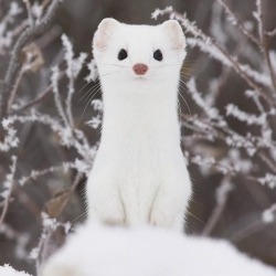 asylum-art:  Adorable Ermine in Snowy LandscapeErmine is a little