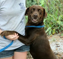 cute-overload:  This guy is at the shelter I work at. His smile