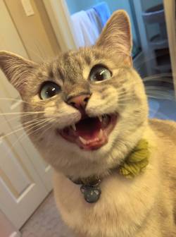 awwww-cute:  Sometimes I can’t handle my cat’s excitement