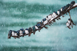awwww-cute:  A group of Tree Swallows huddled up for warmth in