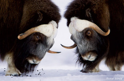 ainawgsd:  Musk Ox The musk ox (Ovibos moschatus) is an Arctic