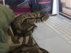 i miss my lil babby D; he liked to curl around my computer because