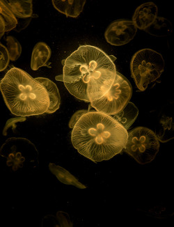 mooonjellies:  billymok