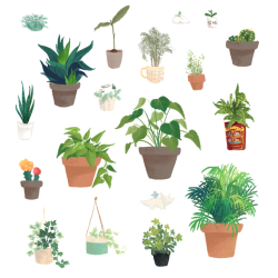 saracastically:me: i should draw all my plants ! me, six plants