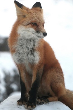 wonderous-world:  Red Fox by Wolfhorn 