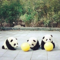 When pandas come out to play #panda #cute #instagood #likeforlike