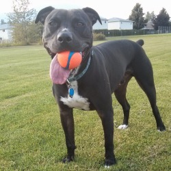 handsomedogs:  My handsome boy, Bronx, with his best friend…Chuck-It