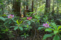 steepravine:  Rhododendron Trees Flowering In Redwood ForestI