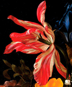 69sajx: clara–lux:  OOSTERWIJCK, Maria van (1630–1693)  Flower