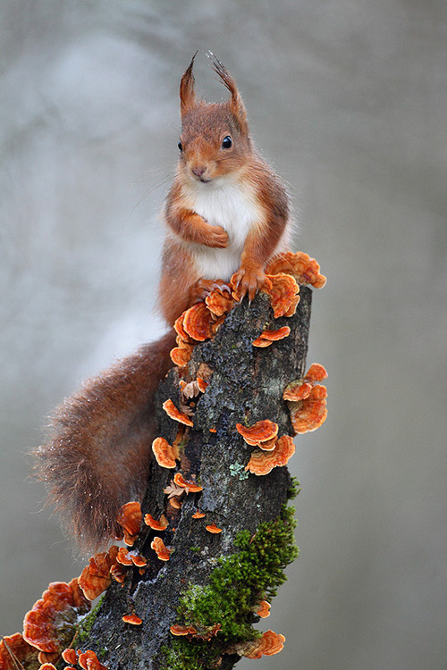Furry forest folk (red squirrel)