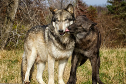 wolveswolves:  By Martin Belan