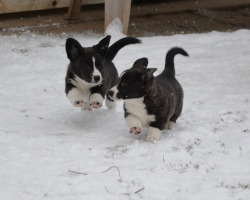 terrna:  Cardigan Welsh Corgi puppies in the snow
