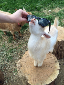 tastefullyoffensive:  Cool kid. (photo via jose_monteverde)