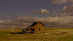 filmsinayear: film n°29:My Own Private Idaho, Gus Van Sant,